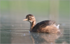 <p>POPTÁPKA MALÁ (Tachybaptus ruficollis) - mládě. Na Šluknovsku hnízdí. Foto z Českobudějovicka</p>